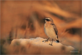 <p>BĚLOŘIT ŠEDÝ (Oenanthe oenanthe) Řecko - Kréta ---- /Northern wheatear - Steinschmätzer/</p>